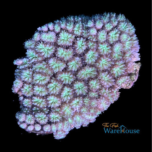 Green Galaxea Coral (Galaxea fascicularis)