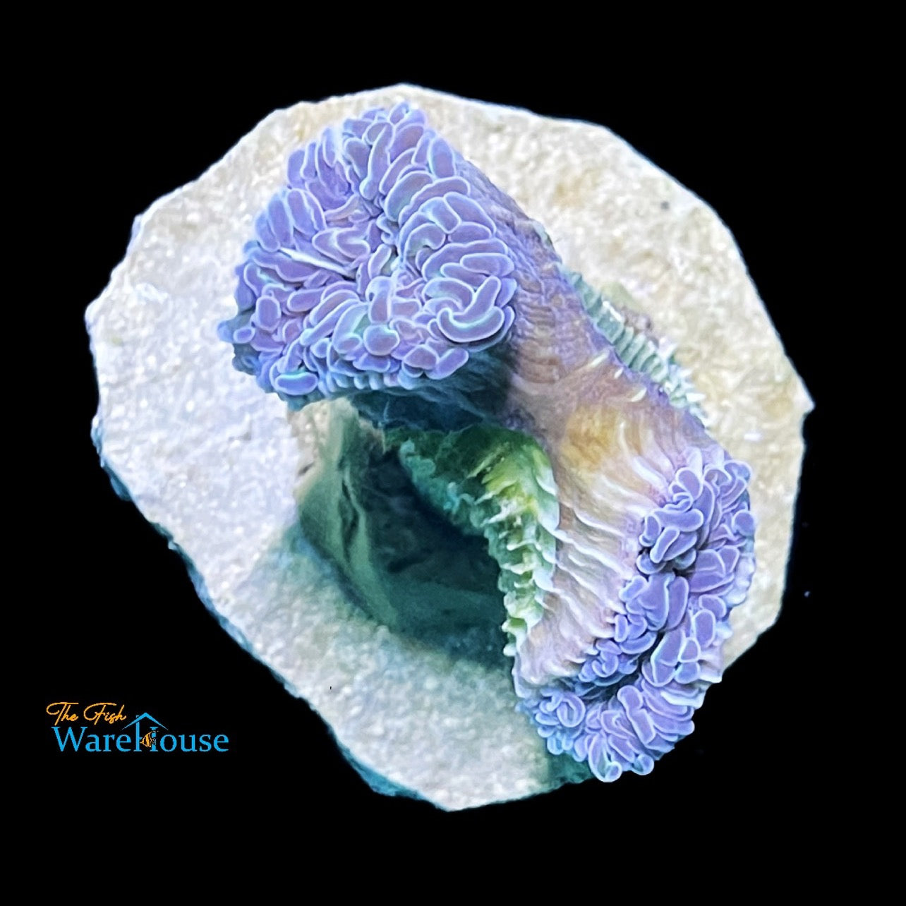 Green Hammer Coral - Aquacultured (Euphyllia ancora) – The Fish Warehouse