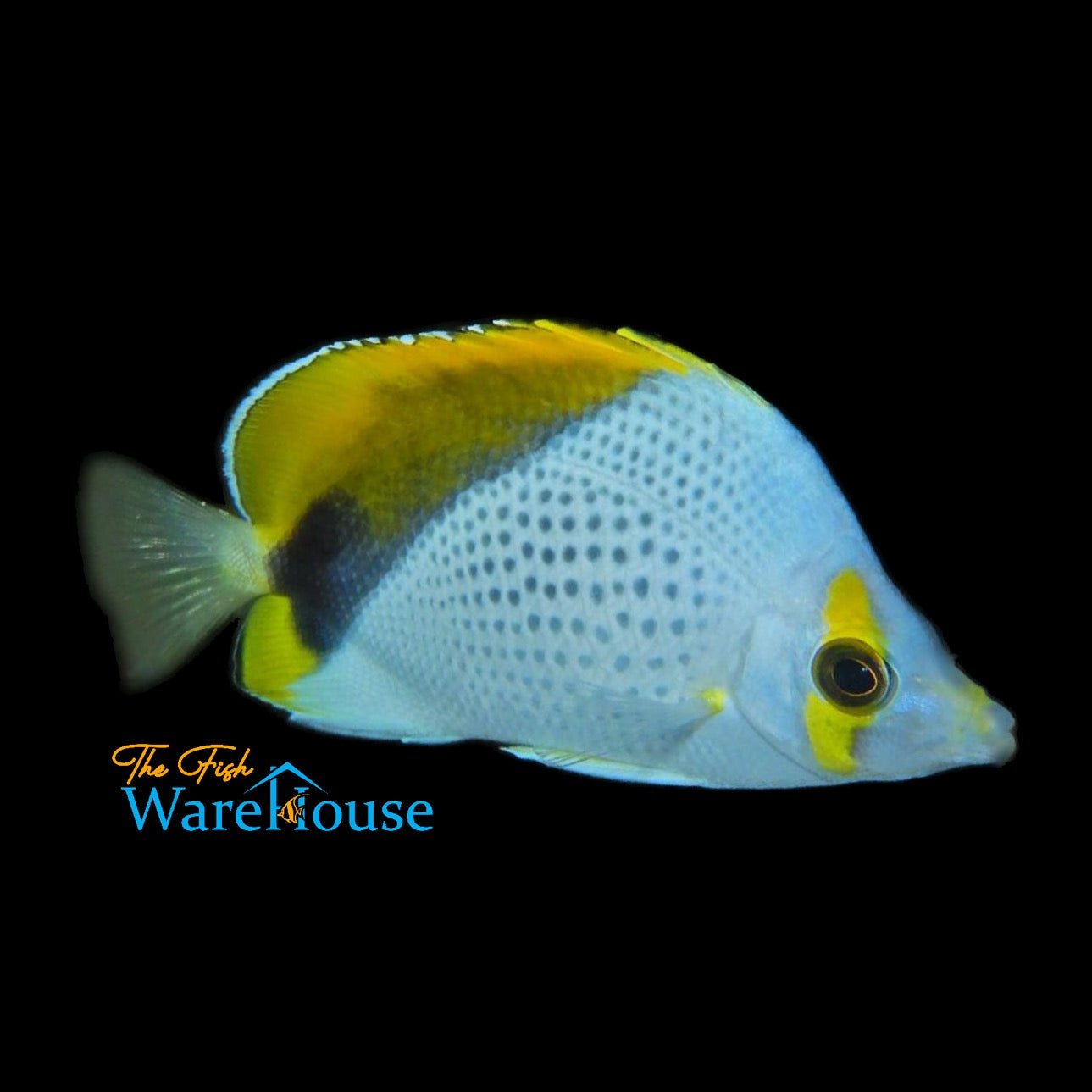 Declivis Butterflyfish (Chaetodon declivis)