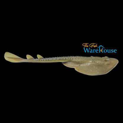 Thornback Ray (Raja clavata)