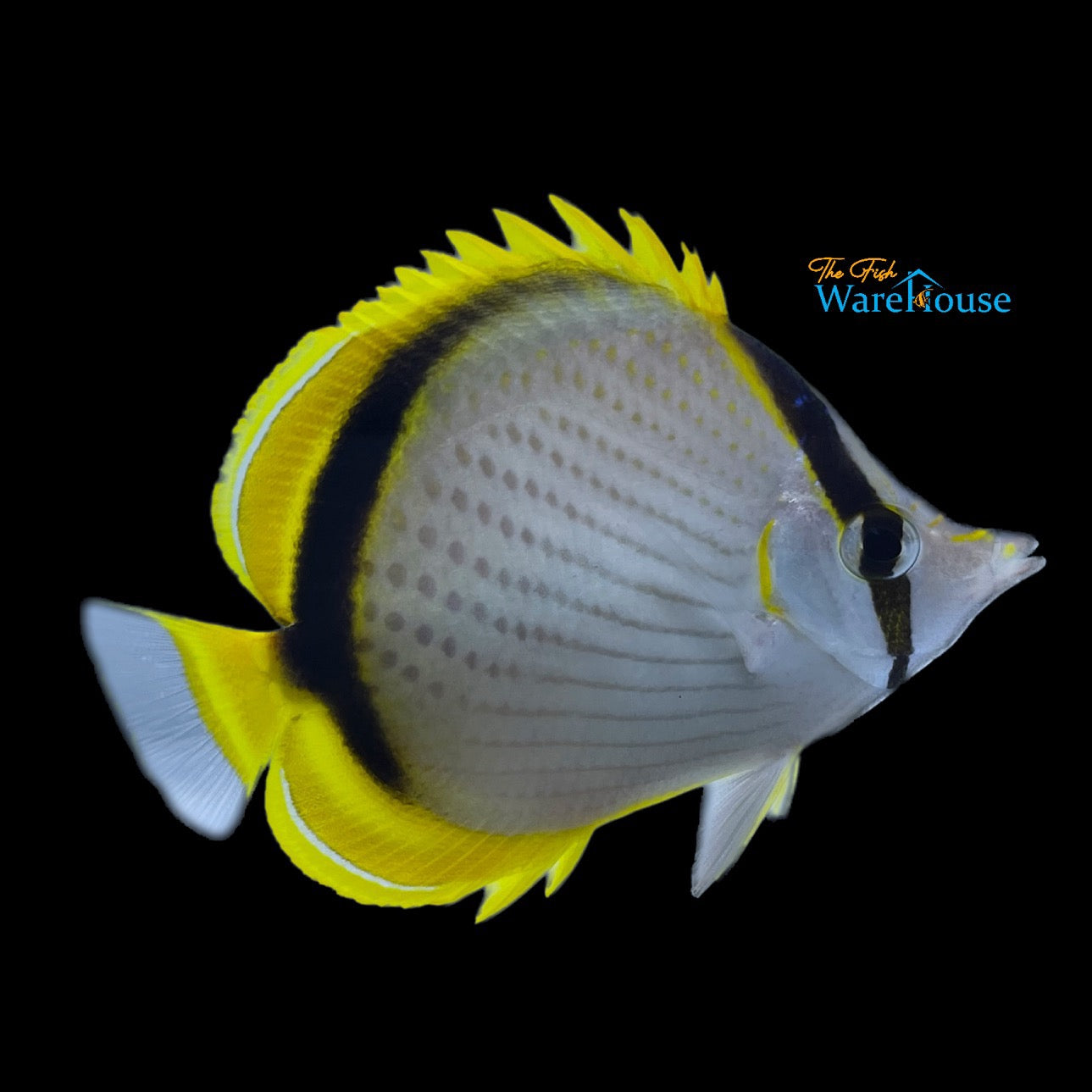 Yellow Dotted Butterflyfish (Chaetodon selene)