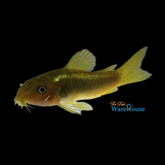 Green Laser Cory (Corydoras sp. CW009)