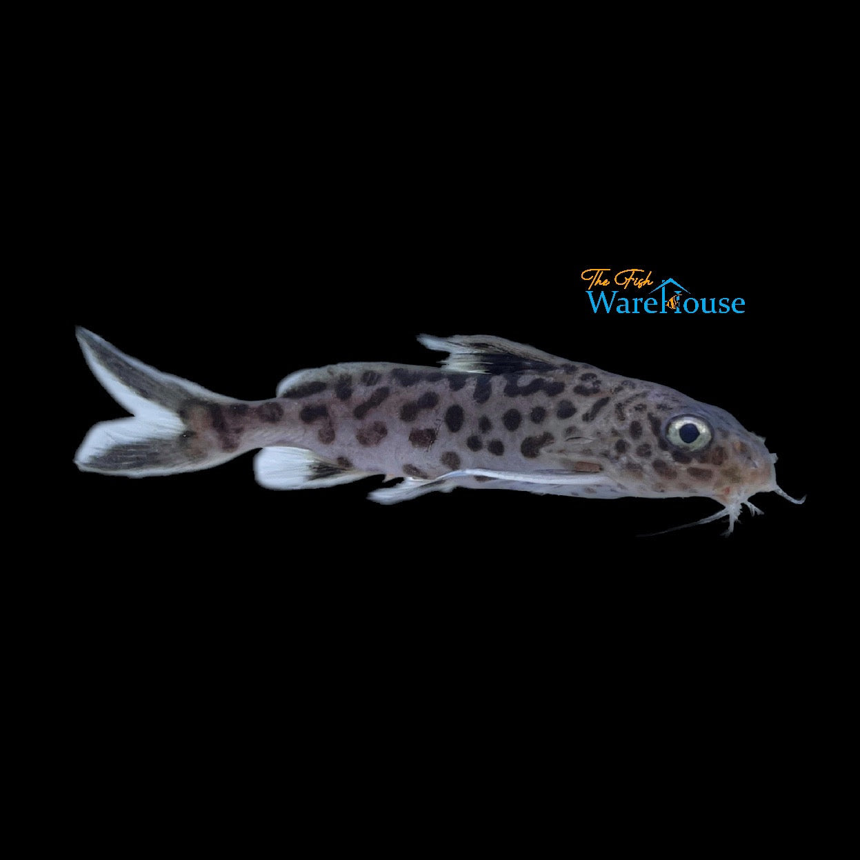 Green Leopard Hybrid Synodontis (Synodontis sp.)