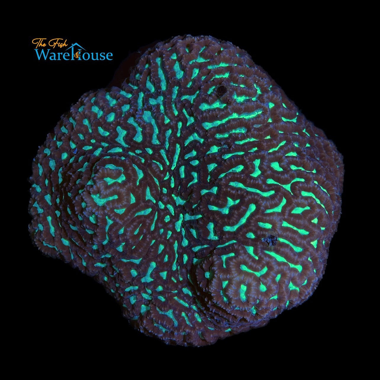 Green Maze Brain Coral (Platygyra sp.)