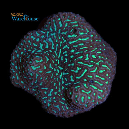 Green Maze Brain Coral (Platygyra sp.)