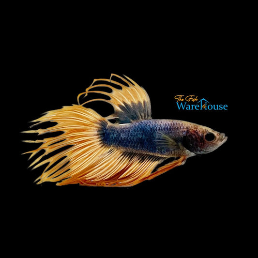 Green Mustard Gas Crowntail Betta - Male (Betta splendens)