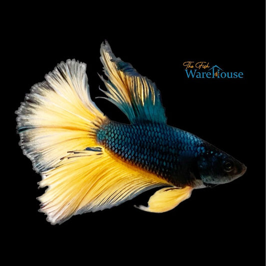 Green Mustard Gas Halfmoon Betta - Male (Betta splendens)