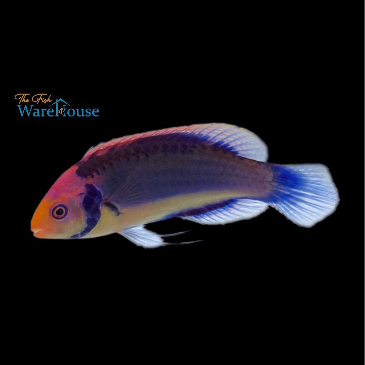 Clown Fairy Wrasse (Cirrhilabrus solorensis)