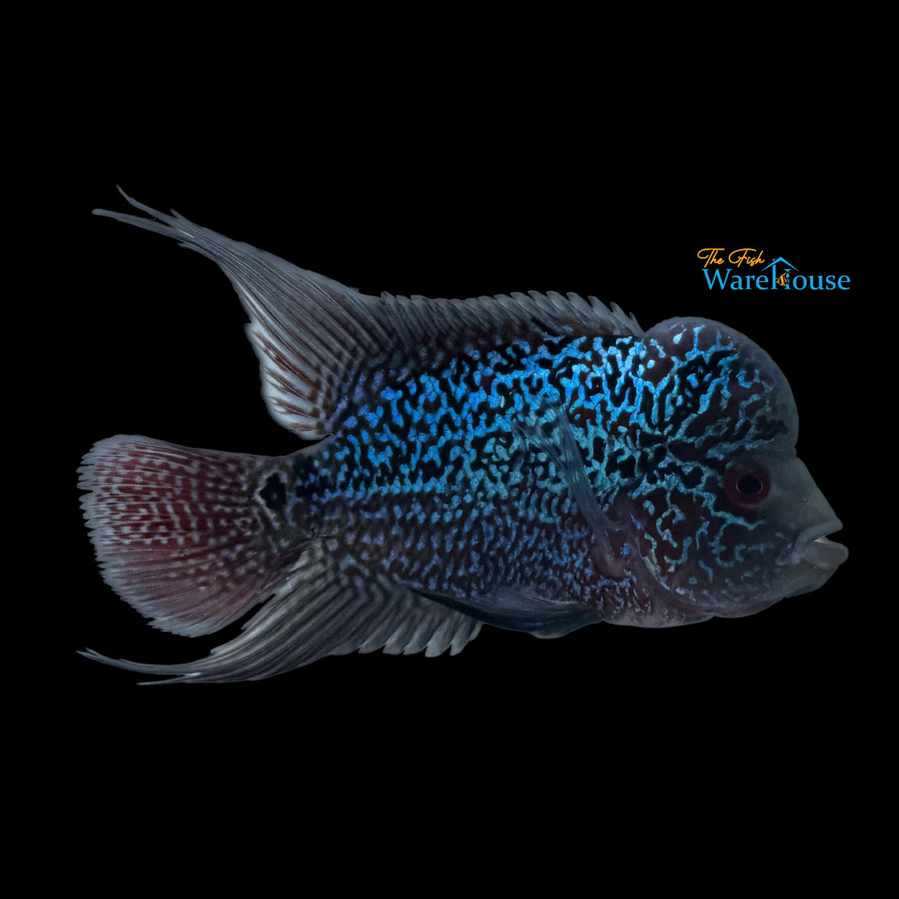 Kamfa Flowerhorn (Cichlasoma x)