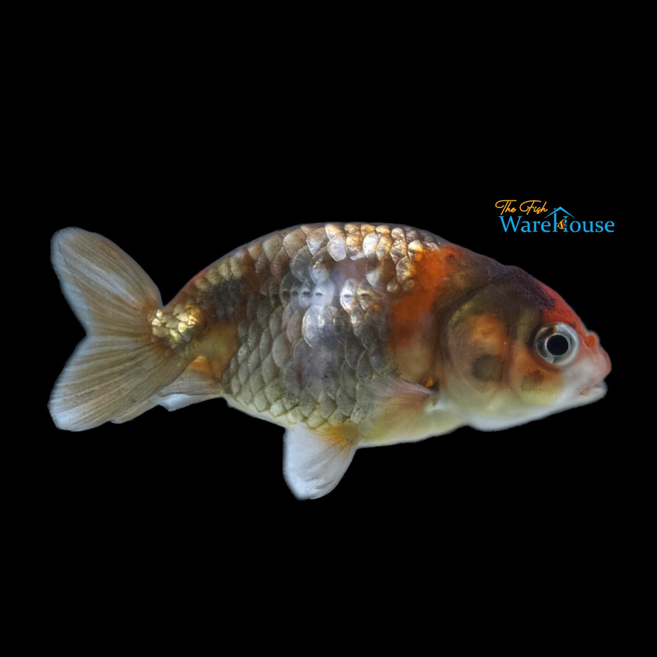 Assorted Ranchu Goldfish (Carassius auratus)