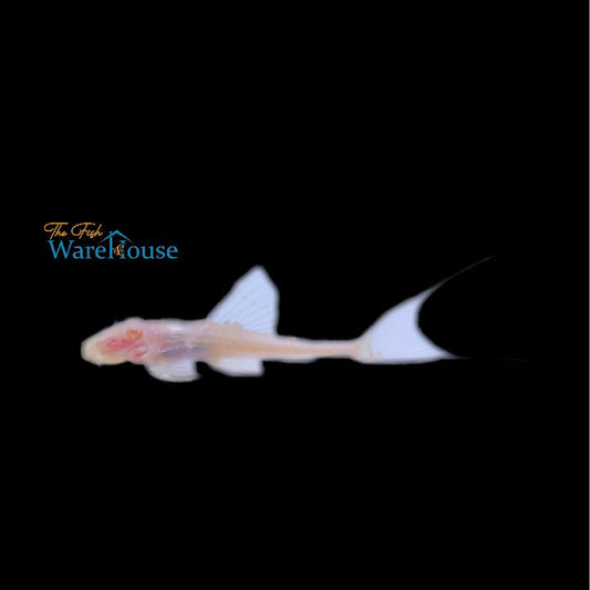 Albino Adonis Pleco L155 (Acanthicus adonis)