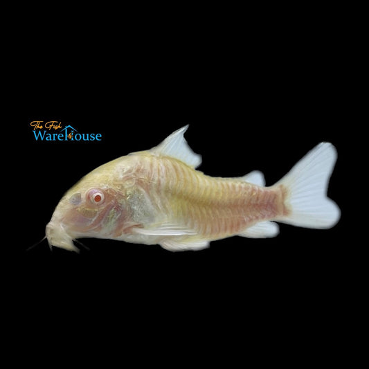 Albino Aeneus Cory (Corydoras aeneus)