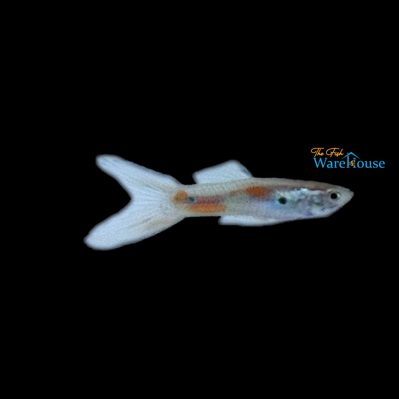 Lyretail Guppy  (Poecilia reticulata)