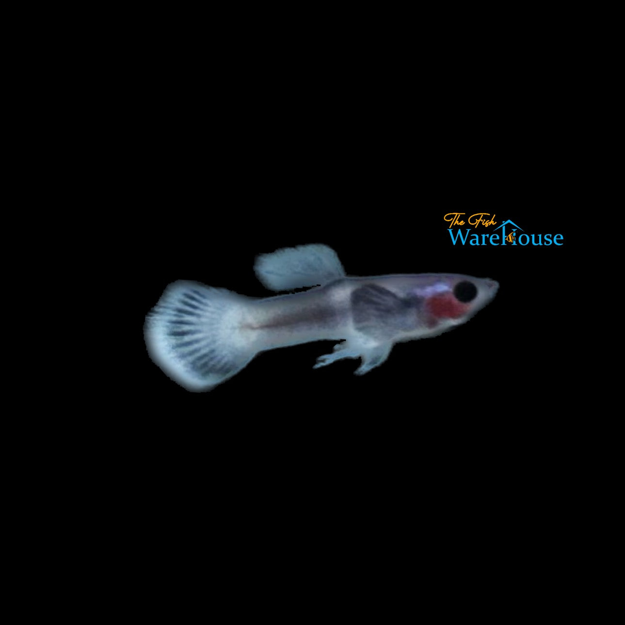 Blushing Panda Guppy (Poecilia reticulata)