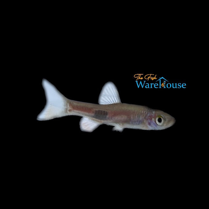 Clown Rasbora (Rasbora kalochroma)