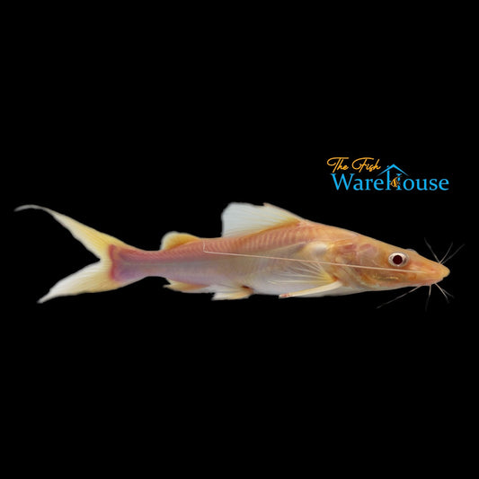 Albino Asian Redtail Catfish (Hemibagrus nemurus albino)