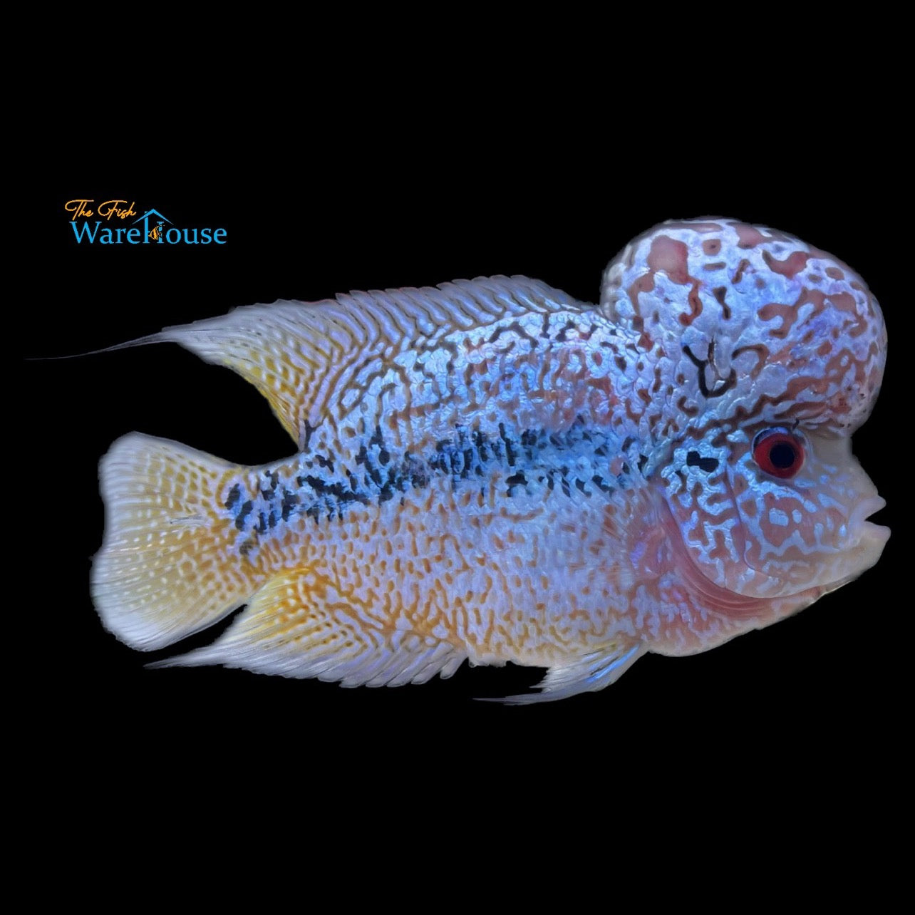 Kamfa Flowerhorn (Cichlasoma x)