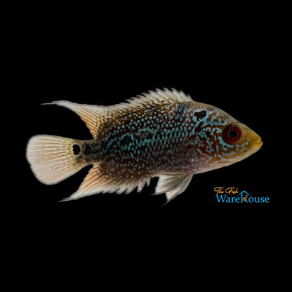 Kamfa Flowerhorn (Cichlasoma x)