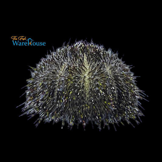 Green Sea Urchin (Salmacis sphaeroides)