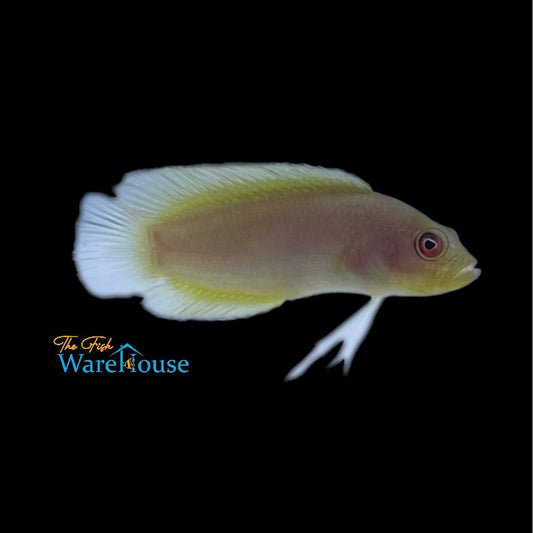 Green Serosa Dottyback (Pseudochromis sp.)