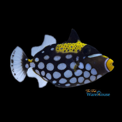 Clown Trigger (Balistoides conspicillum)