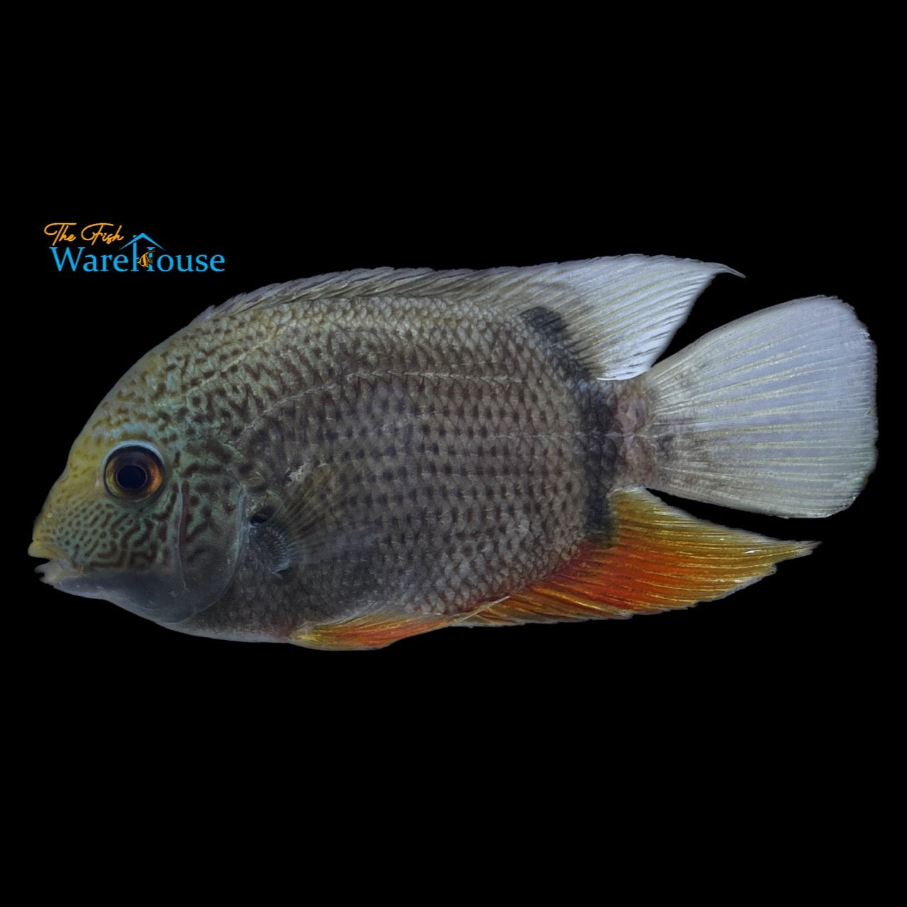 Green Severum (Heros efasciatus)