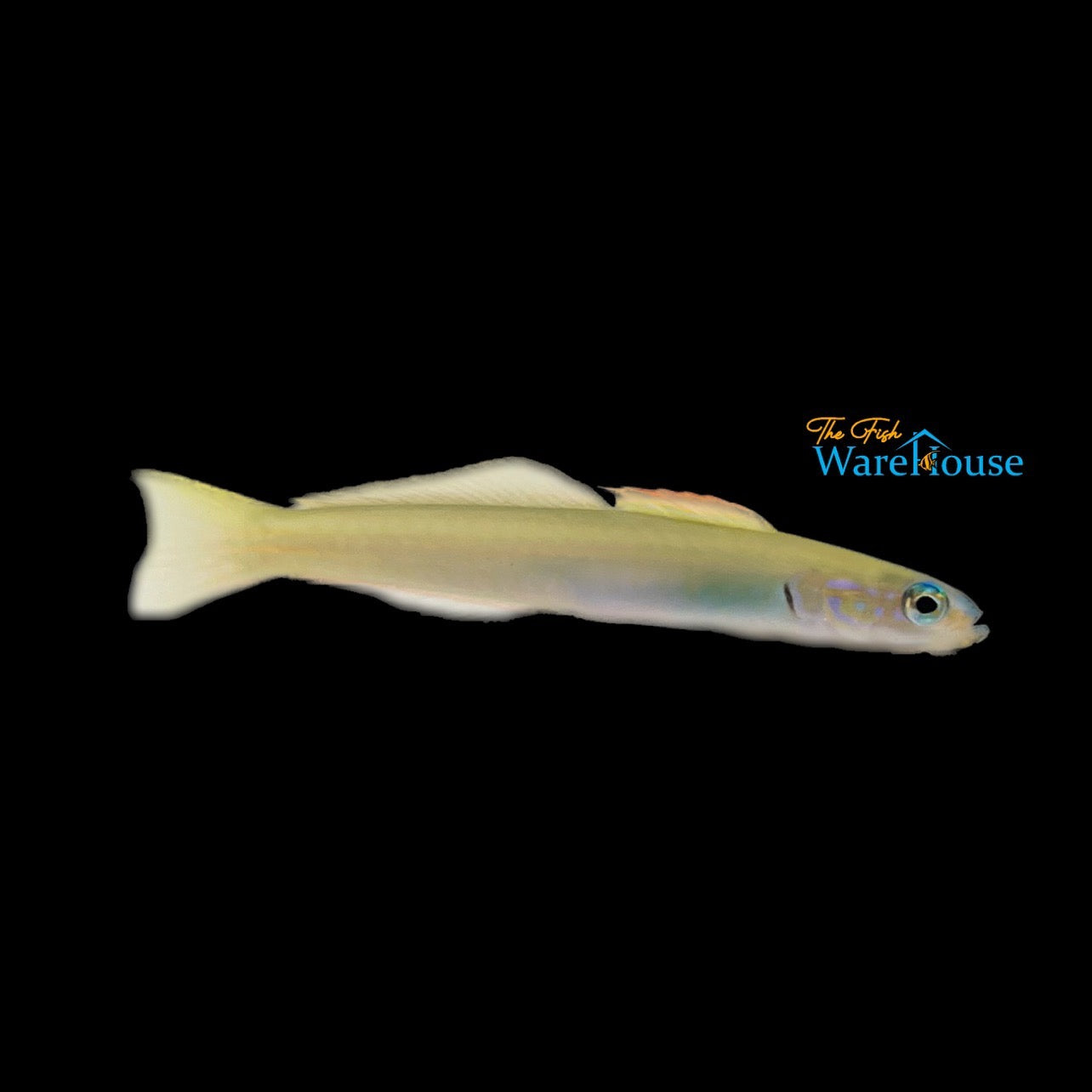 Green Silk Gudgeon Dartfish (Ptereleotris microlepis)