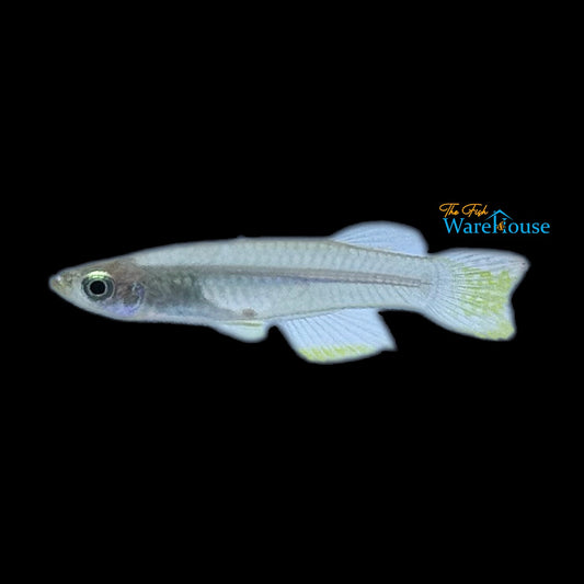 Emerald Green Lampeye Killifish (Poropanchax luxophthalmus)