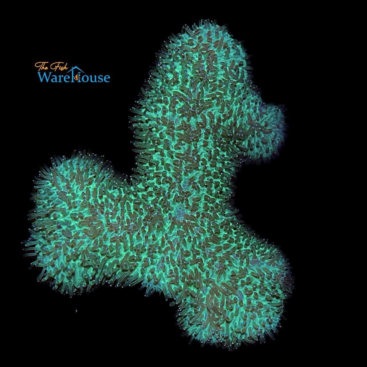 Green Slipper Plate Coral (Herpolitha limax)