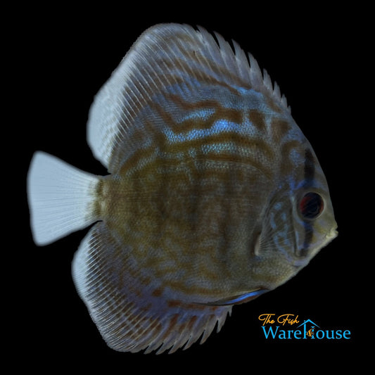 Cobalt Blue Discus (Symphysodon aequifasciatus)