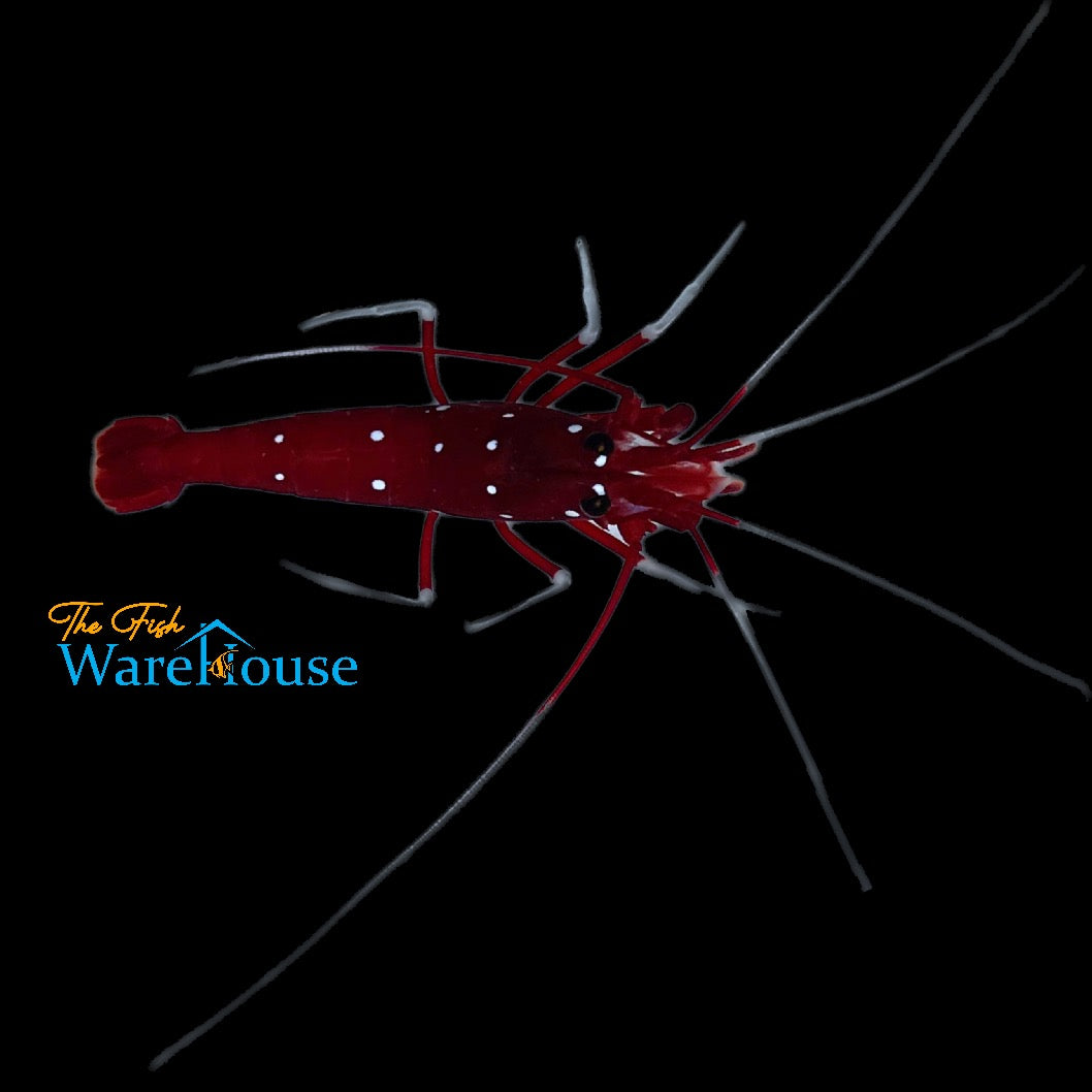 Starry Blood Fire Shrimp (Lysmata splendida)