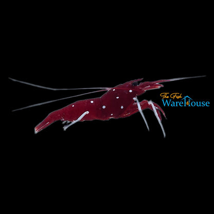 Starry Blood Fire Shrimp (Lysmata splendida)