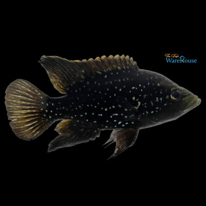 Green Spot Bleekeri Cichlid (Paratilapia bleekeri)