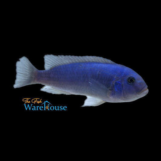 Cobalt Blue Zebra Cichlid (Metriaclima callainos)