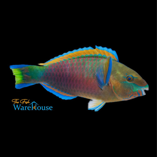 Quoy's Parrotfish (Scarus quoyi)