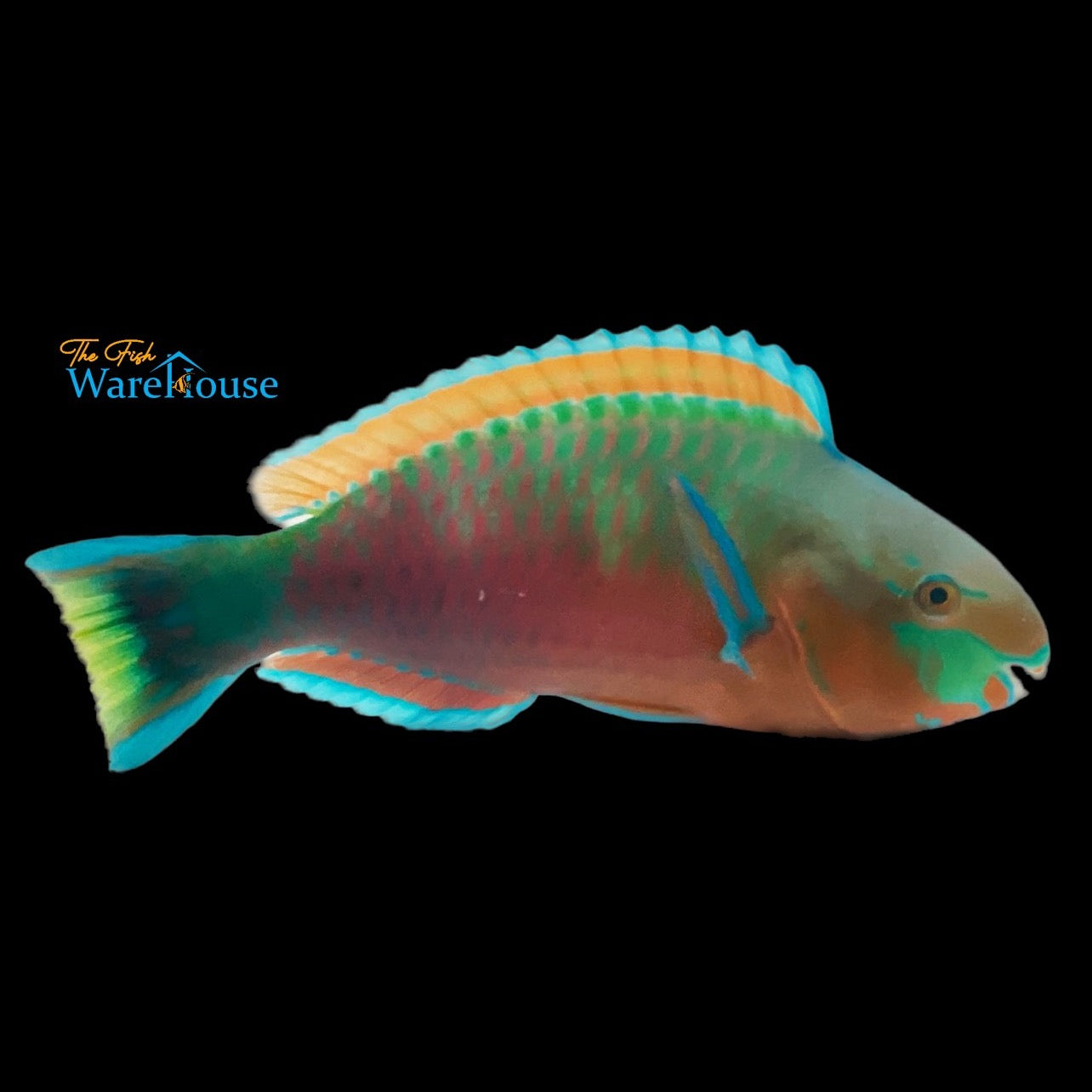 Quoy's Parrotfish (Scarus quoyi)