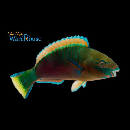 Quoy's Parrotfish (Scarus quoyi)