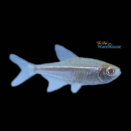 Albino Black Neon Tetra (Hyphessobrycon herbertaxelrodi albino)