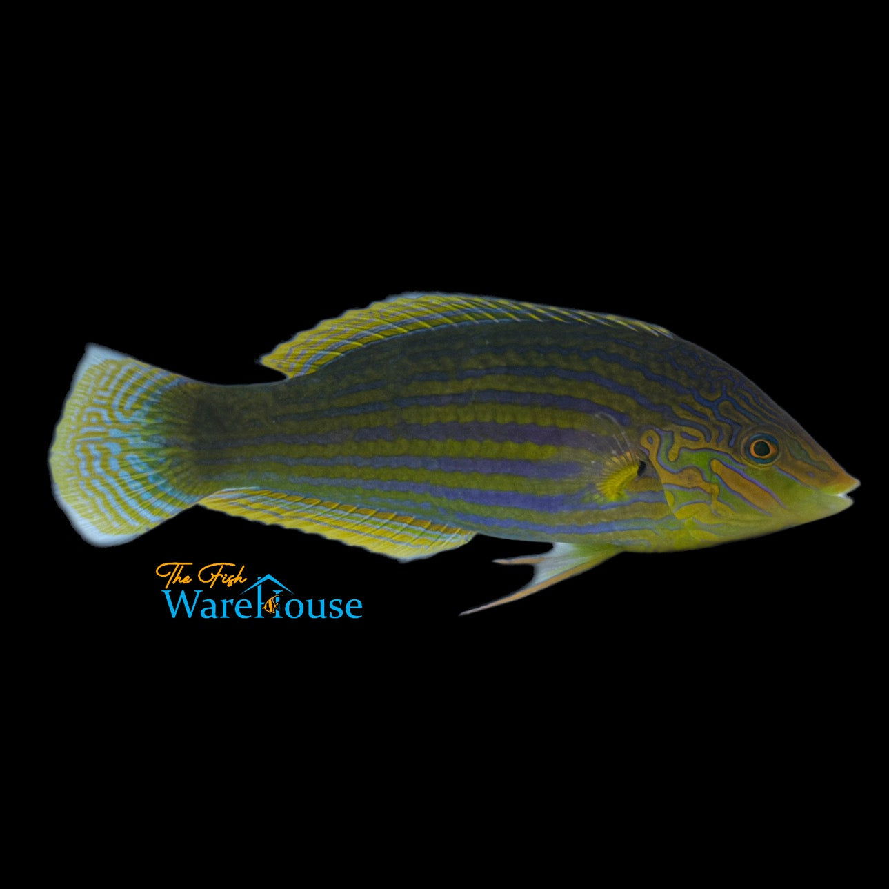 Greenhead Wrasse (Halichoeres chlorocephalus)