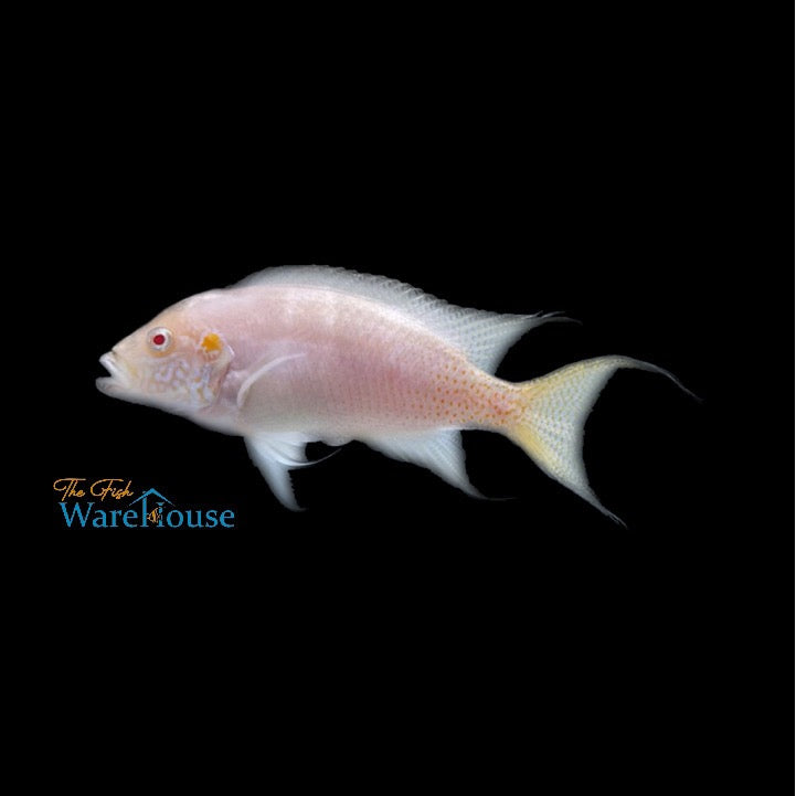 Albino Brichardi Cichlid (Neolamprologus brichardi albino)