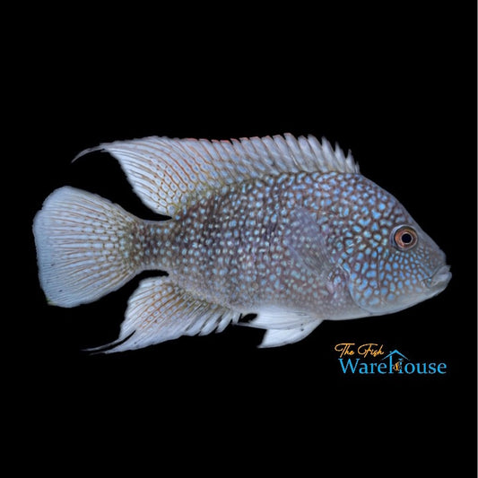 Green Texas Cichlid (Herichthys carpintis)