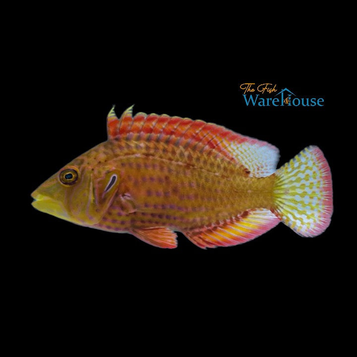 Cockerel Wrasse (Pteragogus enneacanthus)