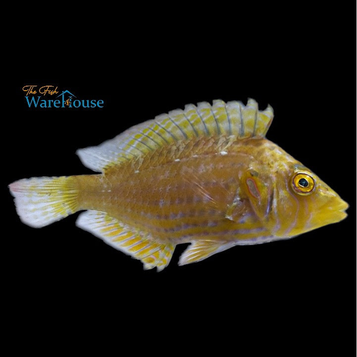 Cockerel Wrasse (Pteragogus enneacanthus)