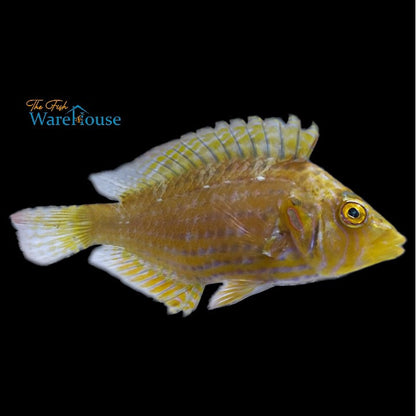 Cockerel Wrasse (Pteragogus enneacanthus)