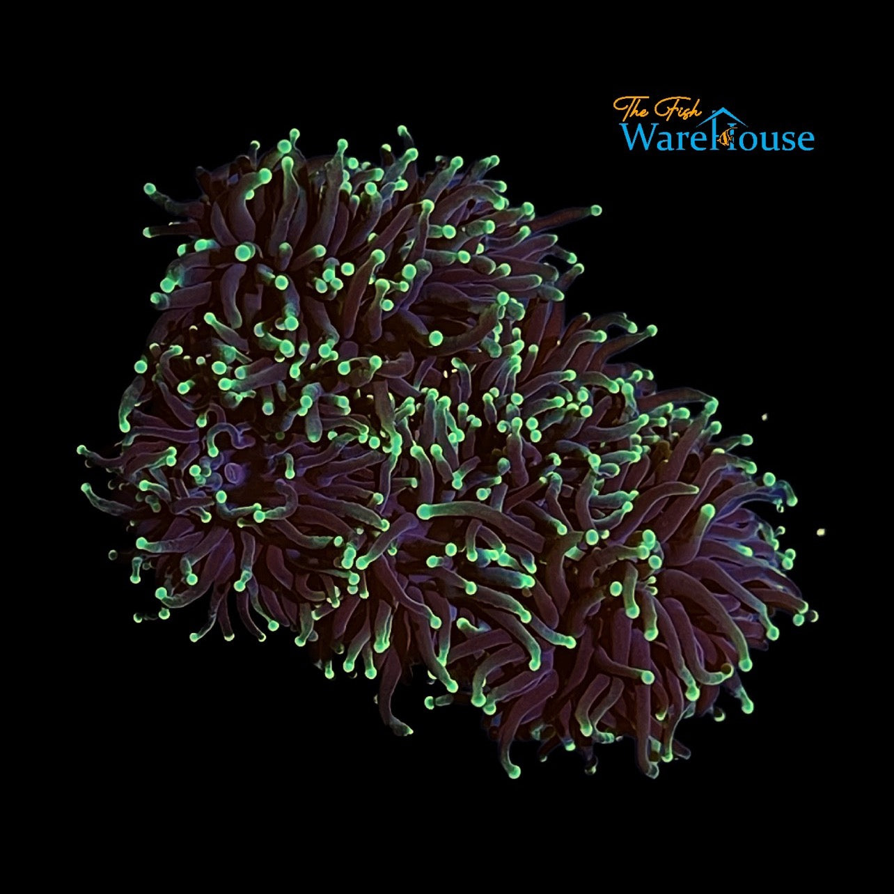 Green Tip Black Torch (Euphyllia glabrescens)