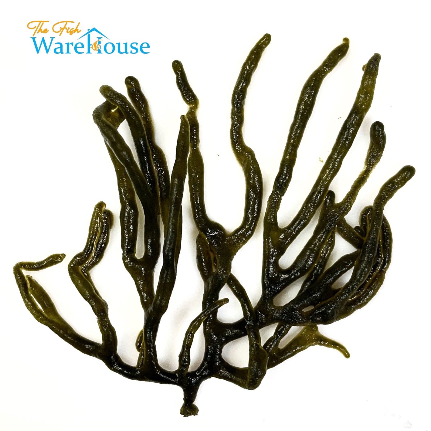 Codium Macroalgae (Codium taylorilis)