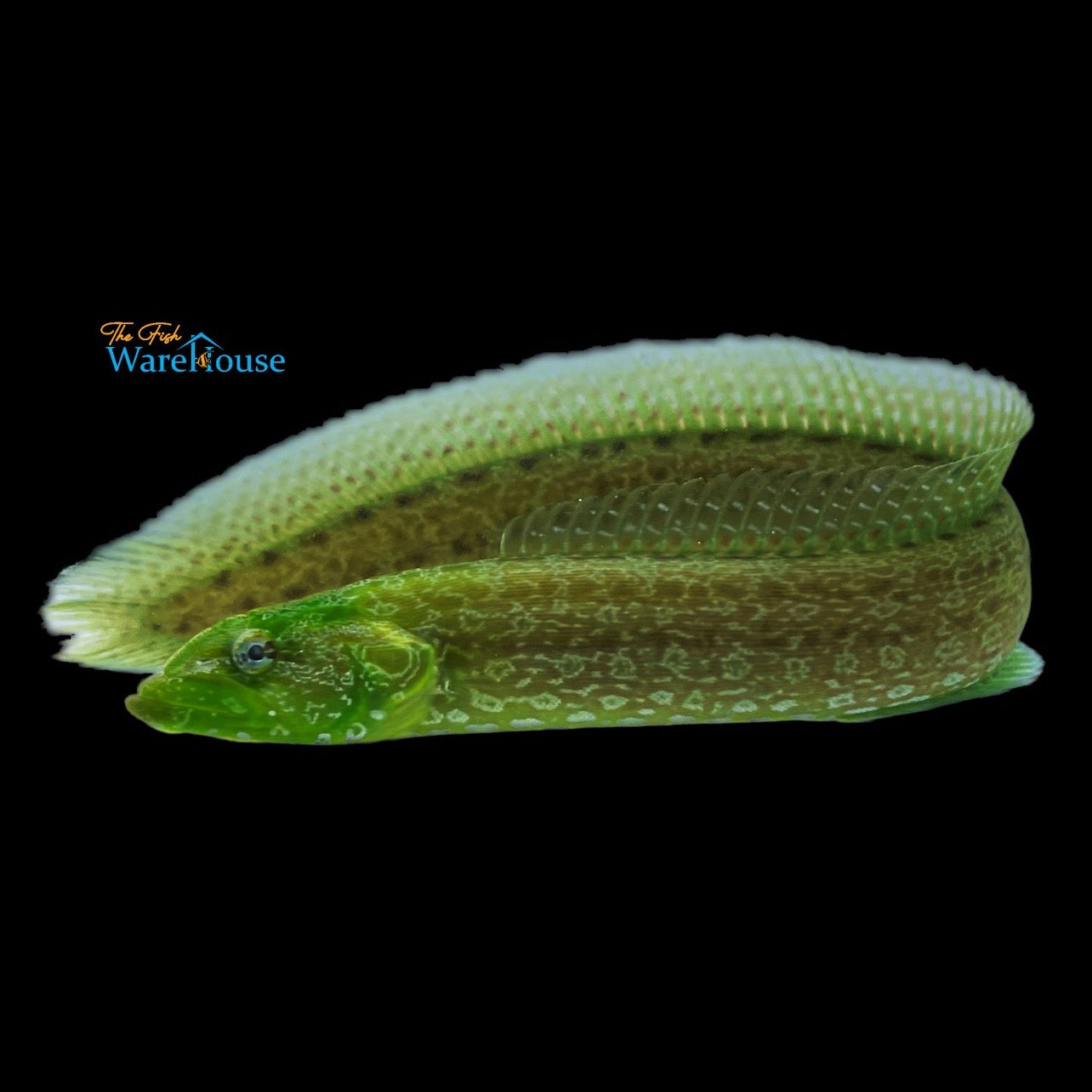 Green Wolf Eel (Congrogadus subducens)