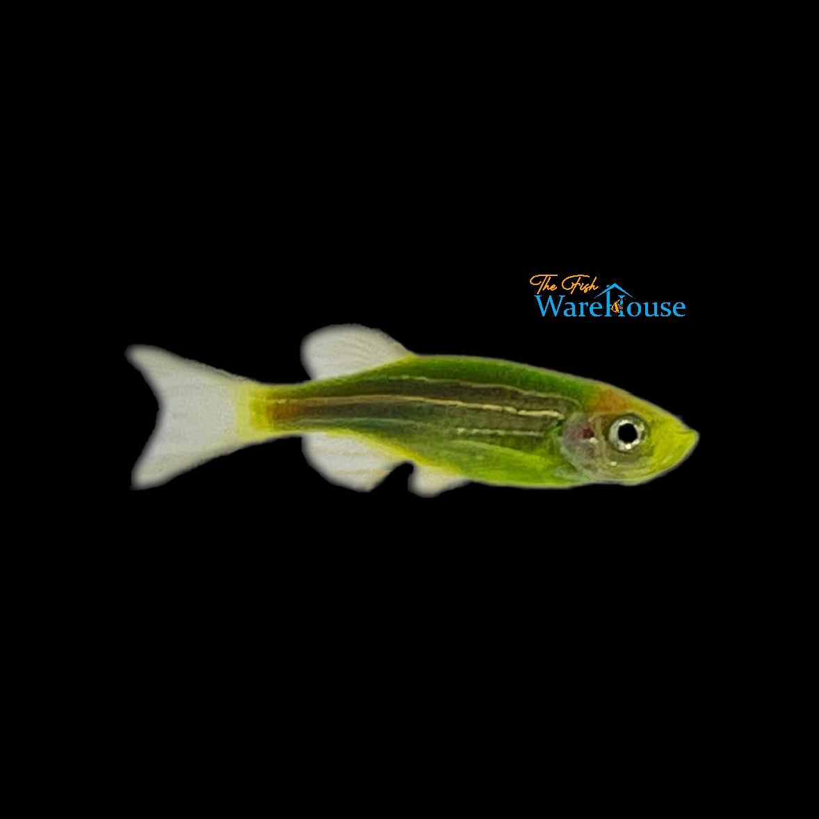 Green Zebra Danio (Danio rerio)