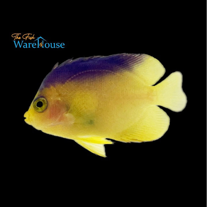 Colin's Angelfish (Paracentropyge colini)
