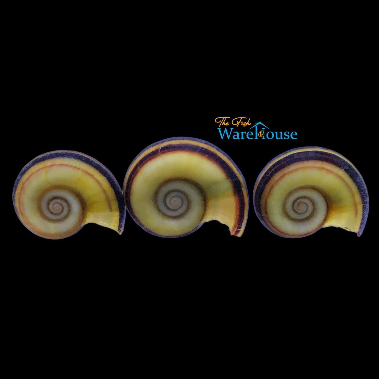 Colombian Giant Ramshorn Snail (Marissa cornuarietis)